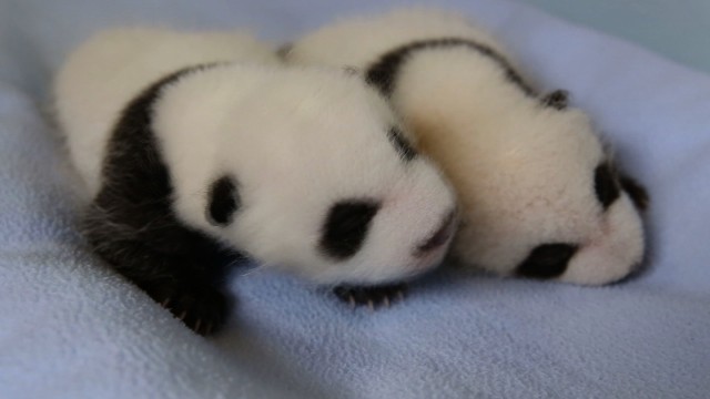 パンダの画像を集めるトピ
