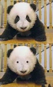 パンダの画像を集めるトピ