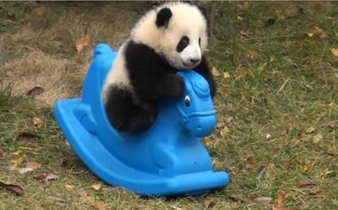 パンダの画像を集めるトピ