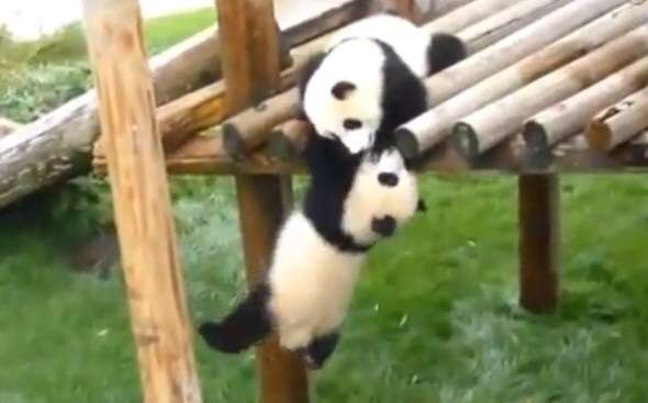 パンダの画像を集めるトピ