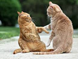 画像の動物になったつもりで何か言ってみるトピ