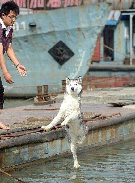 画像の動物になったつもりで何か言ってみるトピ