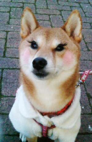 画像の動物になったつもりで何か言ってみるトピ