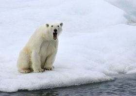 画像の動物になったつもりで何か言ってみるトピ