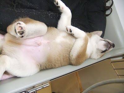 画像の動物になったつもりで何か言ってみるトピ