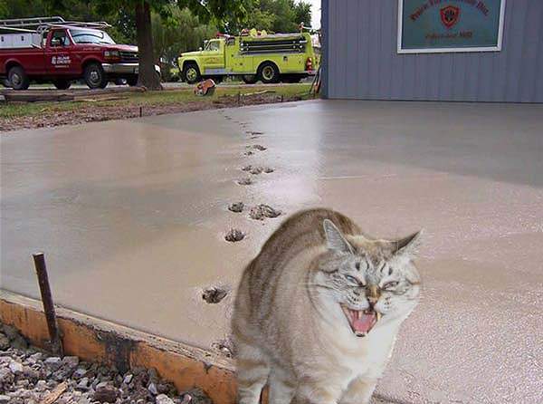 画像の動物になったつもりで何か言ってみるトピ
