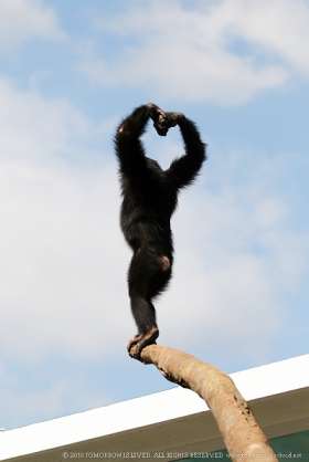 画像の動物になったつもりで何か言ってみるトピ