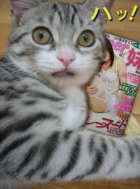 画像の動物になったつもりで何か言ってみるトピ