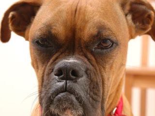 画像の動物になったつもりで何か言ってみるトピ