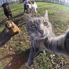 画像の動物になったつもりで何か言ってみるトピ