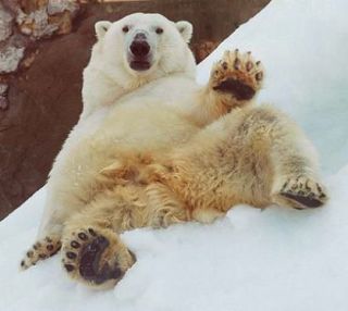 画像の動物になったつもりで何か言ってみるトピ