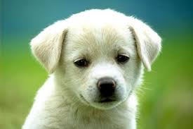 画像の動物になったつもりで何か言ってみるトピ