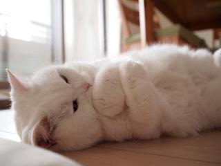 画像の動物になったつもりで何か言ってみるトピ