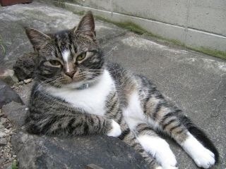 画像の動物になったつもりで何か言ってみるトピ