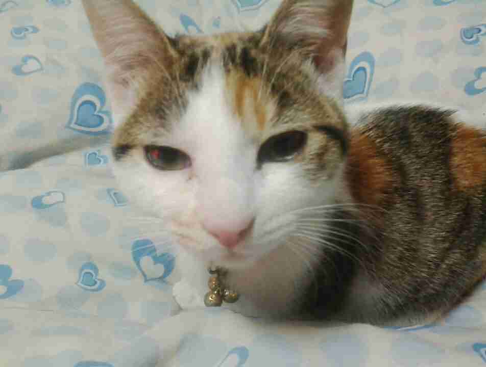 画像の動物になったつもりで何か言ってみるトピ