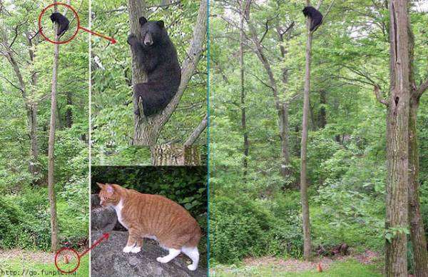 画像の動物になったつもりで何か言ってみるトピ