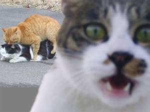 画像の動物になったつもりで何か言ってみるトピ