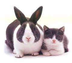 画像の動物になったつもりで何か言ってみるトピ