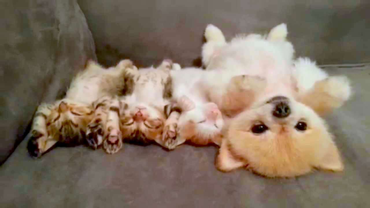 画像の動物になったつもりで何か言ってみるトピ