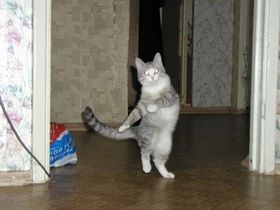 画像の動物になったつもりで何か言ってみるトピ