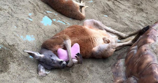 画像の動物になったつもりで何か言ってみるトピ