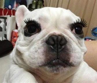 画像の動物になったつもりで何か言ってみるトピ