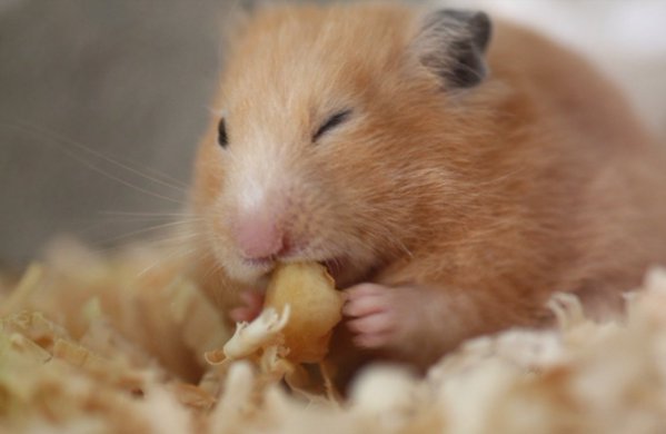 画像の動物になったつもりで何か言ってみるトピ