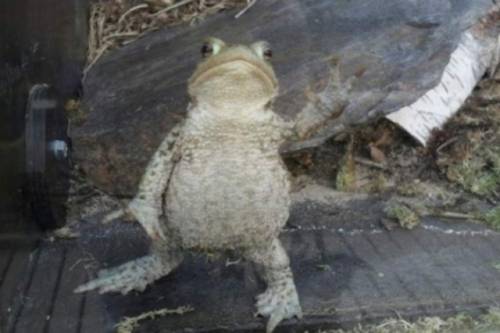 画像の動物になったつもりで何か言ってみるトピ