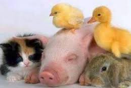 画像の動物になったつもりで何か言ってみるトピ