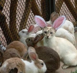 画像の動物になったつもりで何か言ってみるトピ