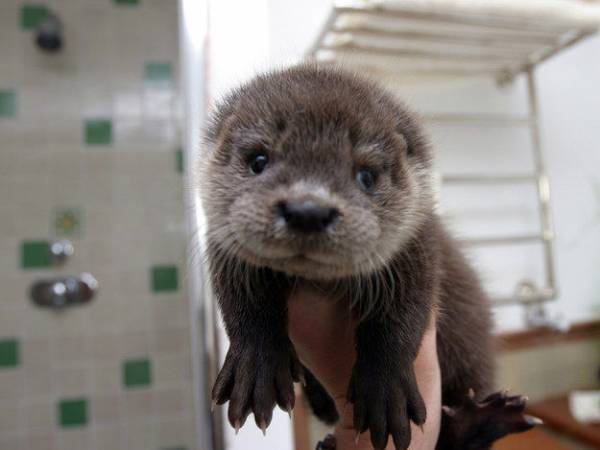 画像の動物になったつもりで何か言ってみるトピ
