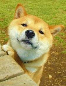 情けない顔の画像を貼るトピ