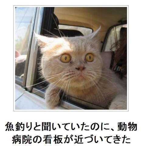 情けない顔の画像を貼るトピ
