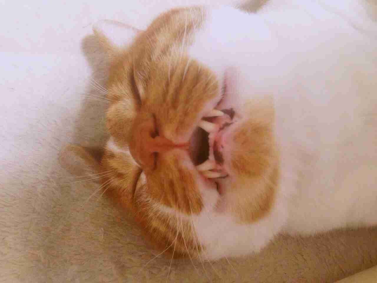 情けない顔の画像を貼るトピ