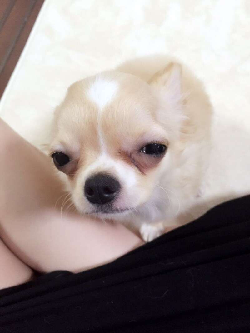 情けない顔の画像を貼るトピ