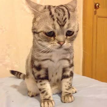 情けない顔の画像を貼るトピ