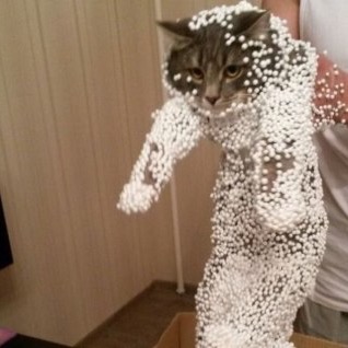 情けない顔の画像を貼るトピ