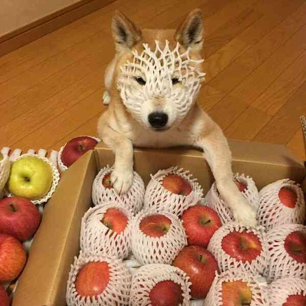 情けない顔の画像を貼るトピ