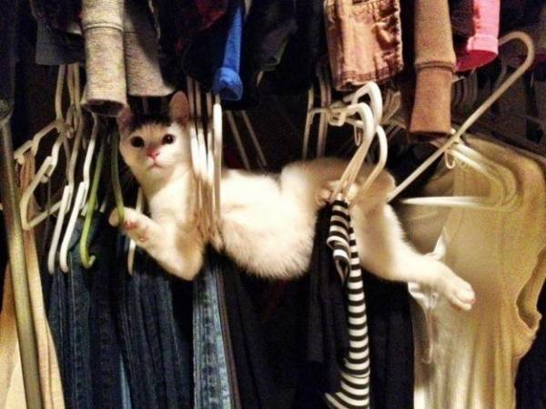情けない顔の画像を貼るトピ