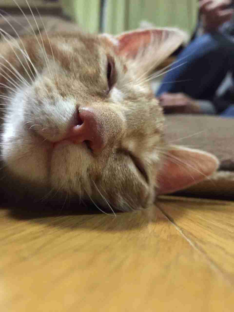 情けない顔の画像を貼るトピ