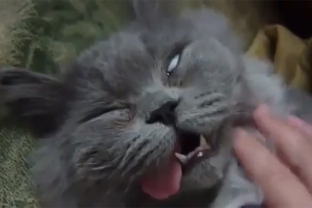 情けない顔の画像を貼るトピ