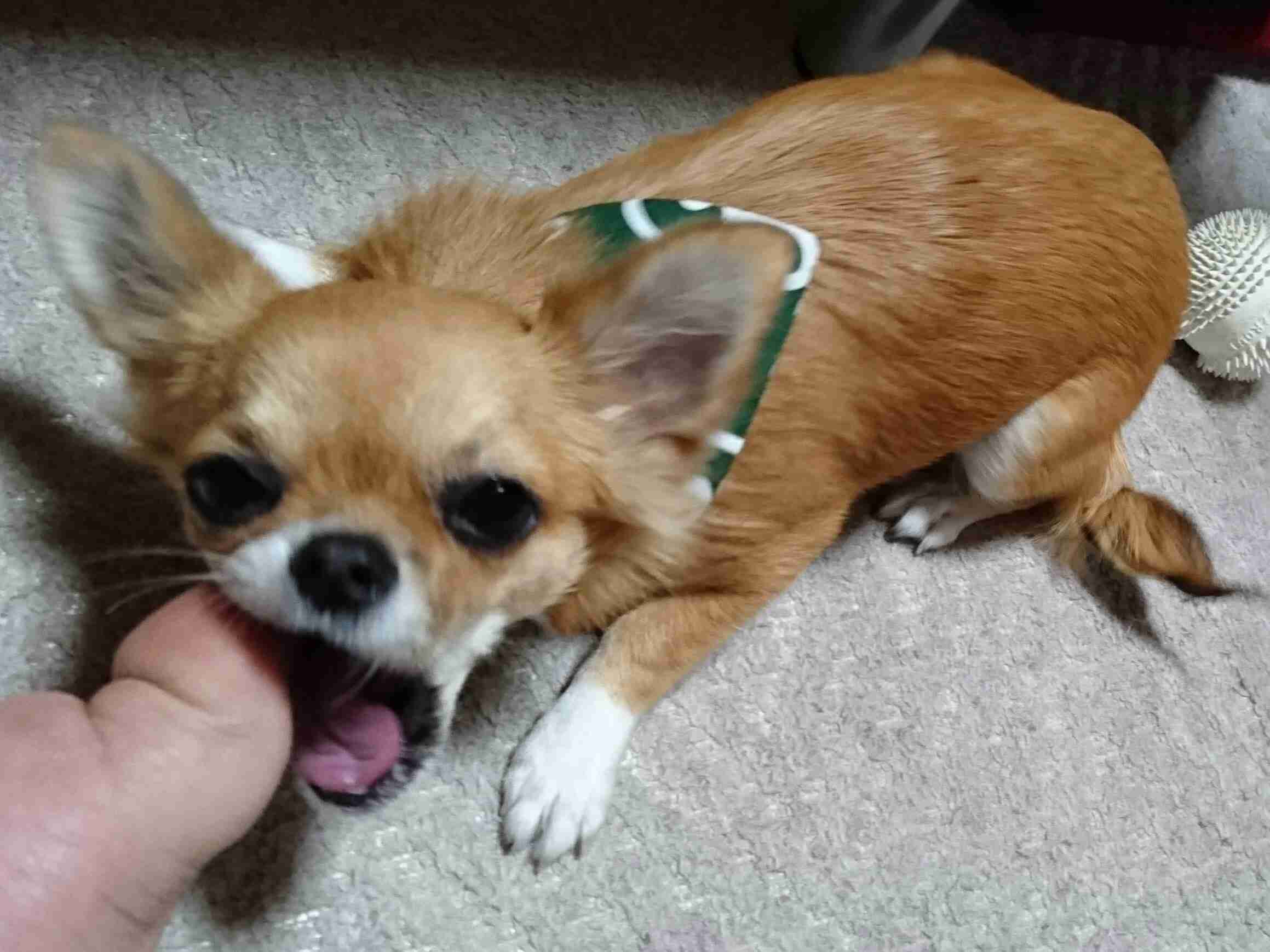 情けない顔の画像を貼るトピ