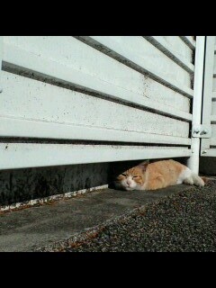 情けない顔の画像を貼るトピ