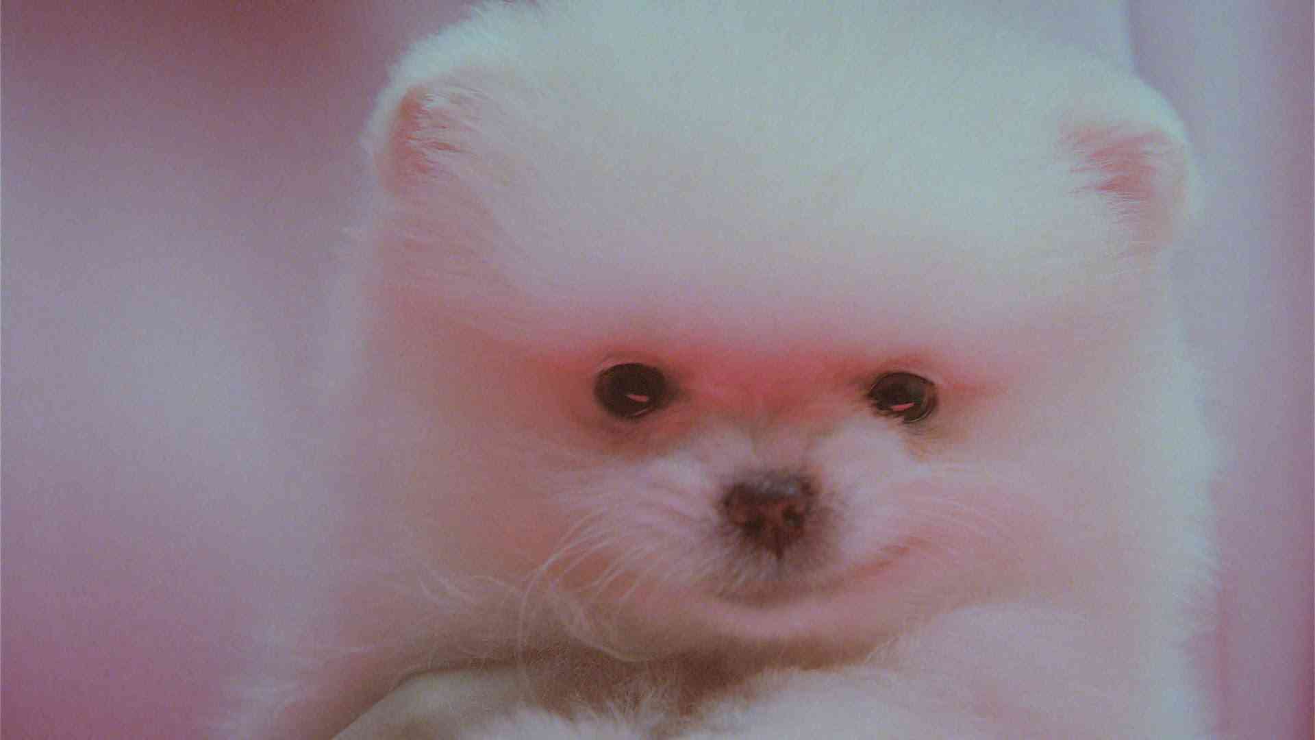 【画像】白くて丸くて可愛いもの