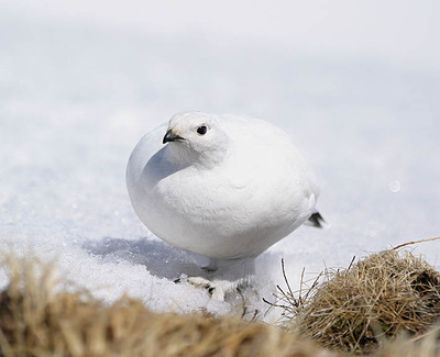 【画像】白くて丸くて可愛いもの