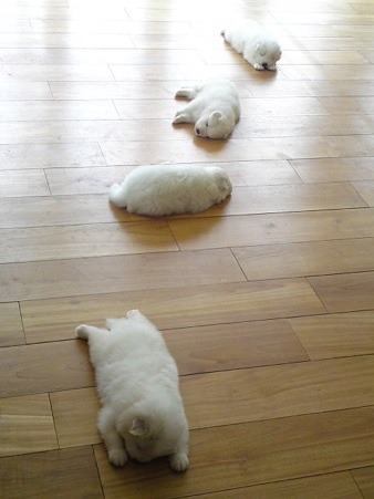 【画像】白くて丸くて可愛いもの