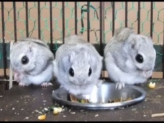 【画像】白くて丸くて可愛いもの