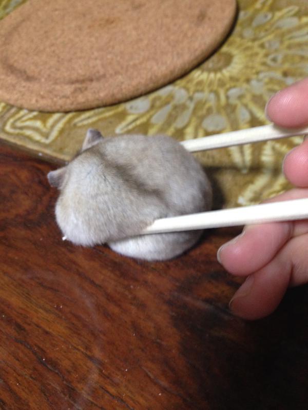 【画像】白くて丸くて可愛いもの