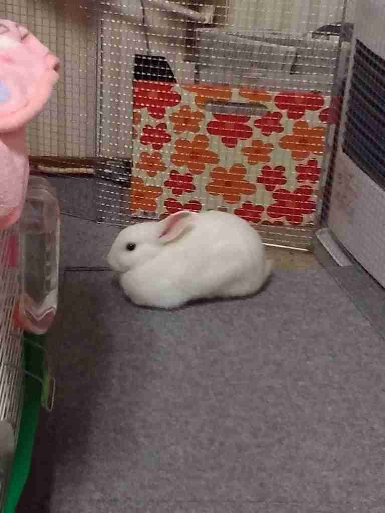 【画像】白くて丸くて可愛いもの