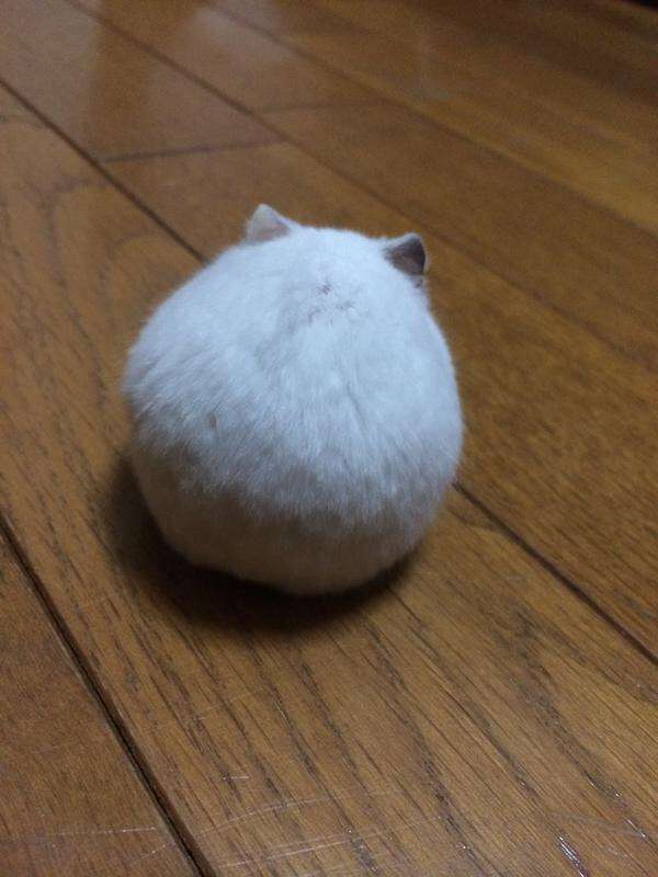 【画像】白くて丸くて可愛いもの